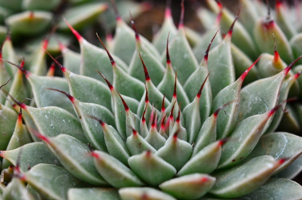 Graptopetalum filifera