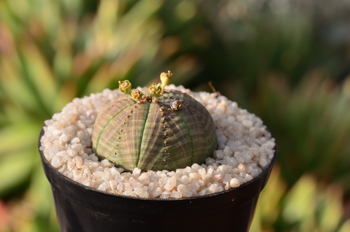 Euphorbia obesa – Fatty Plants Nursery
