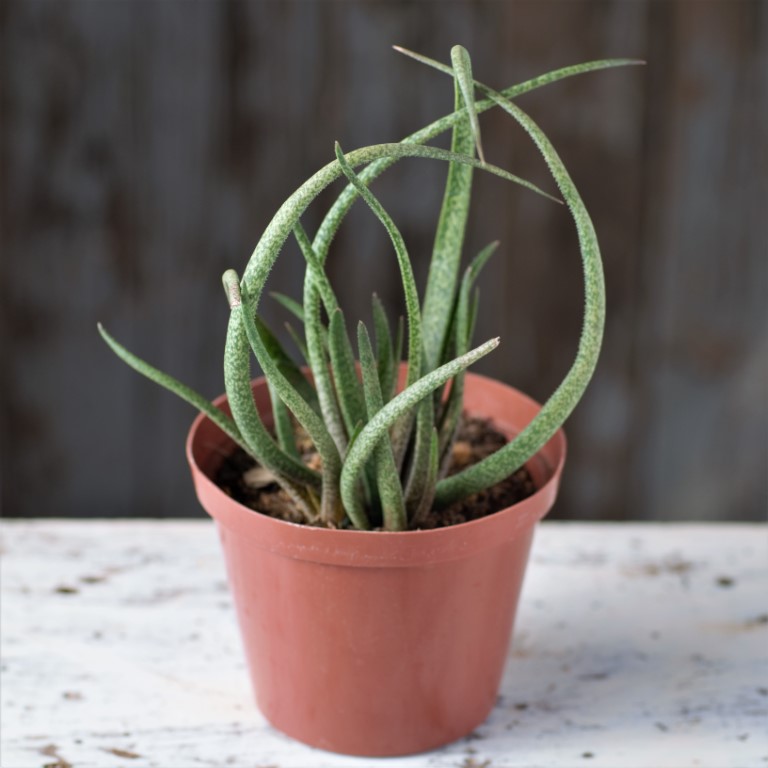 Aloe pepe  Fatty Plants Nursery