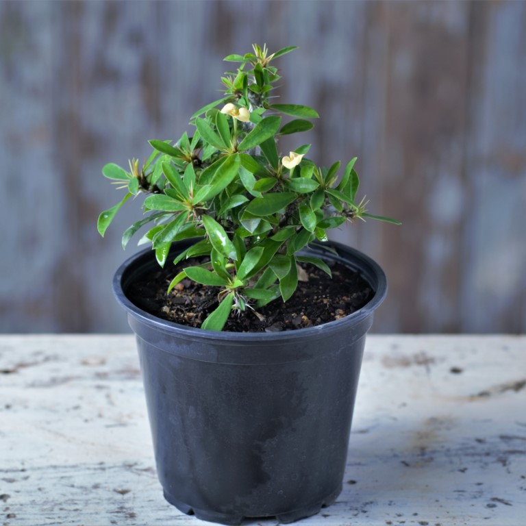Euphorbia milli – Dwarf “Popcorn” – Fatty Plants Nursery