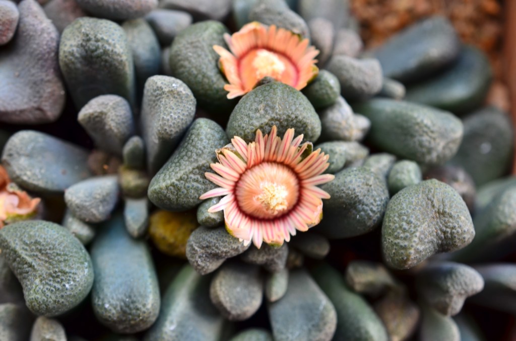 Aloinopsis schoonesii