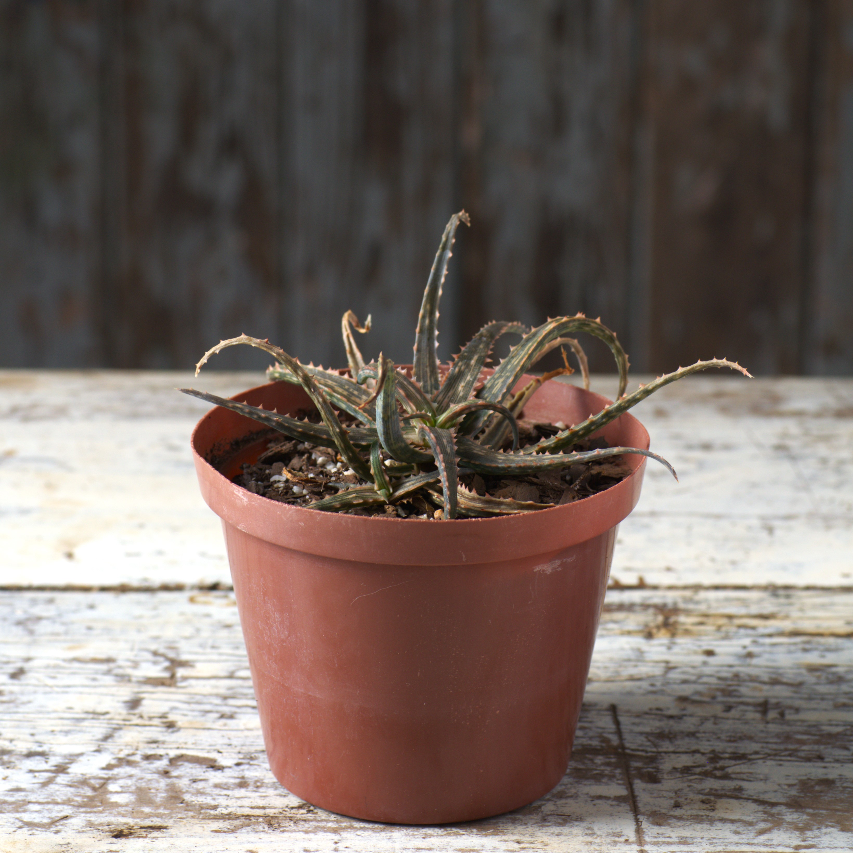 Aloe descoingsii  Fatty Plants Nursery