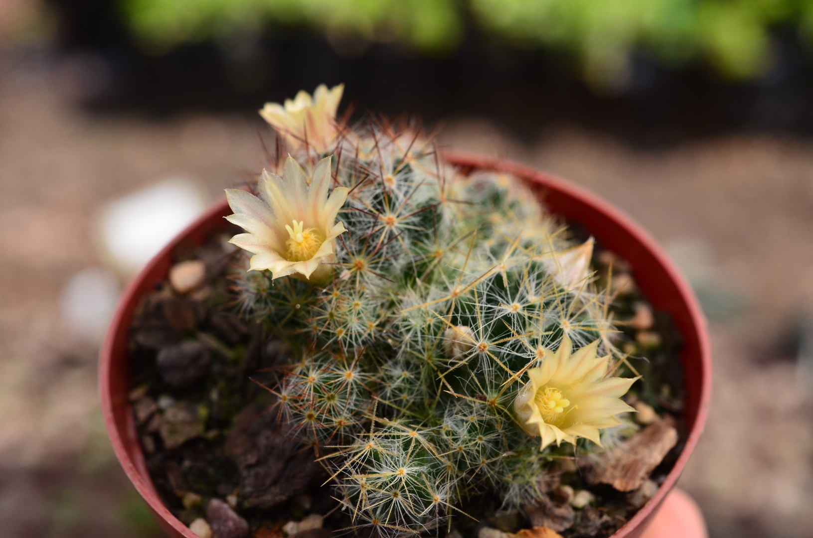 Mammillaria elongata cristata  Brain Cactus  Fatty Plants Nursery