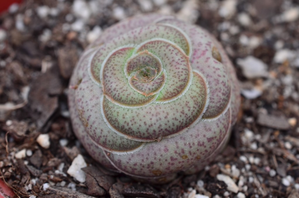 Crassula hemispherica