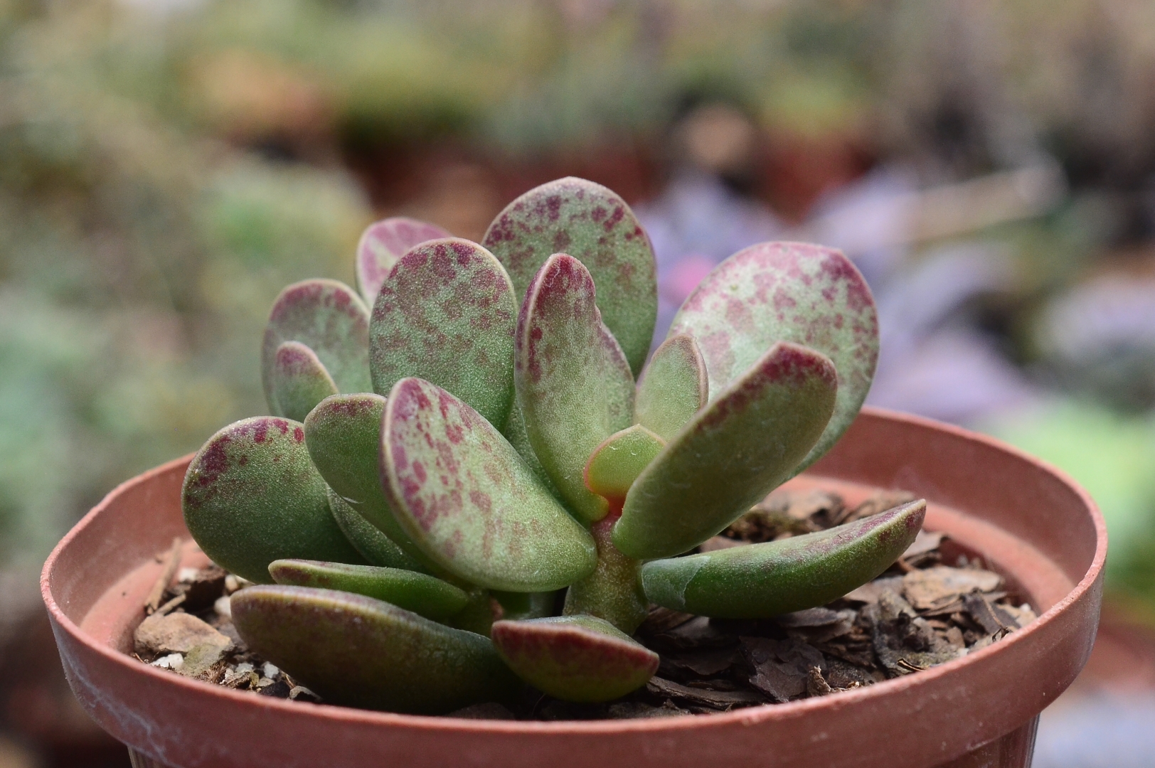 Bijlia dilatata – Fatty Plants Nursery