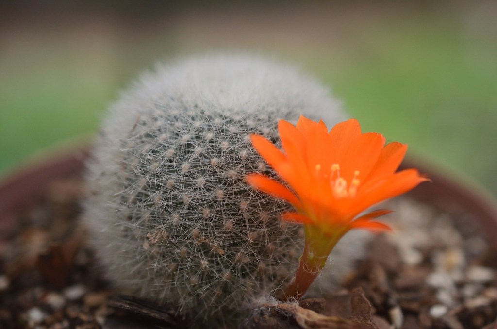 Rebutia muscula