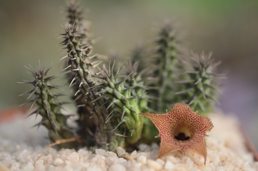 Huernia pillansii x hybrid