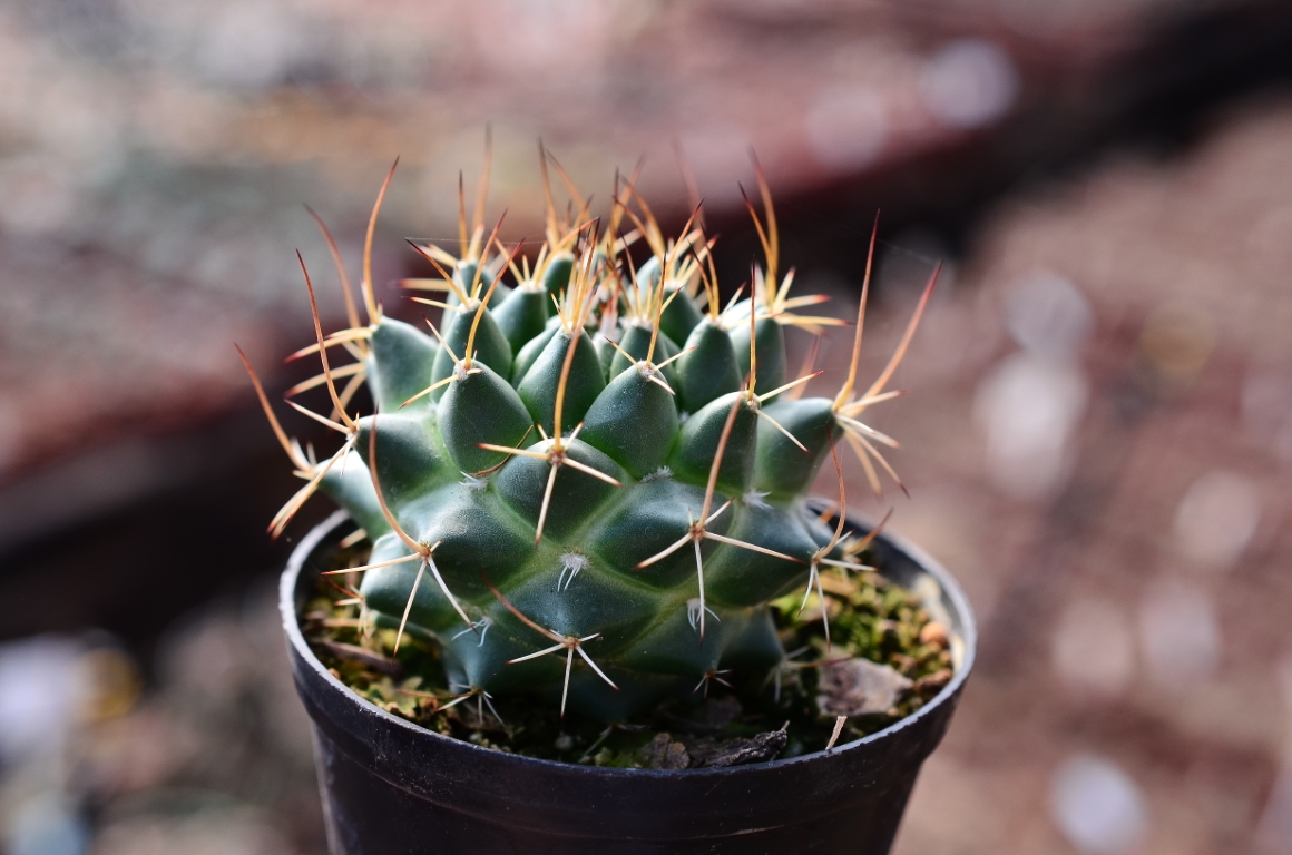 Mammillaria decipiens ssp. camptotricha – Fatty Plants Nursery