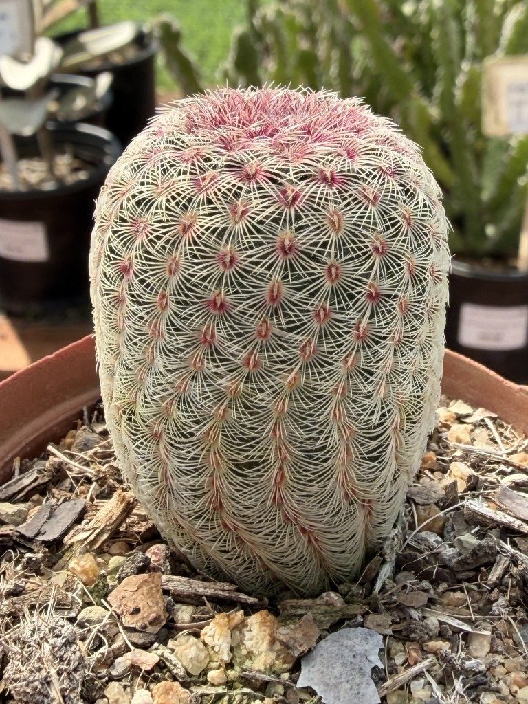 Mammillaria decipiens ssp. camptotricha – Fatty Plants Nursery
